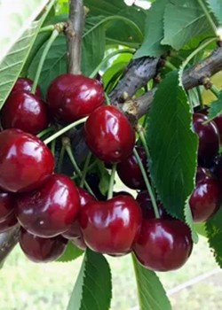 Cires Van (radacina nuda)