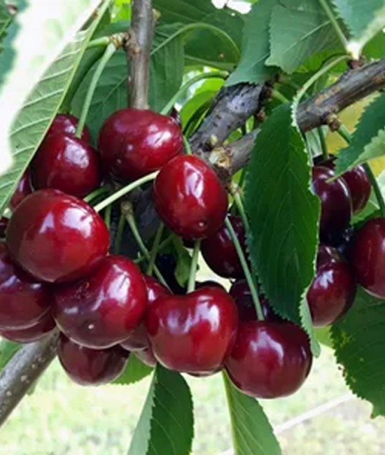 Cires Van (radacina nuda)