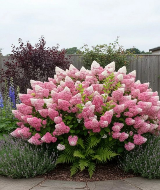 Hortensie paniculata Vaniglia 20-30cm (alveola)