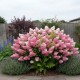 Hortensie paniculata Vaniglia 20-30cm (alveola)