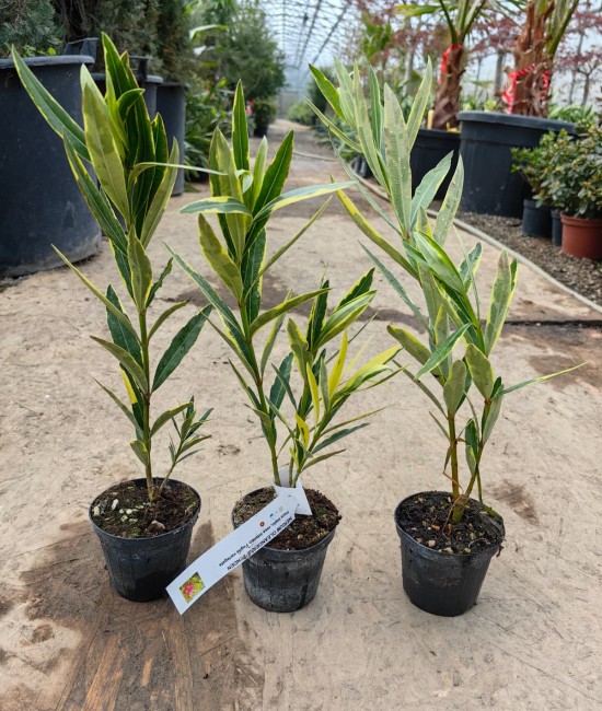 Leandru Splendes Variegat (roz dublu) 20-40 cm