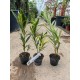 Leandru Splendes Variegat (roz dublu) 20-40 cm
