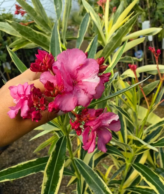 Leandru Splendes Variegat (roz dublu) 20-40 cm