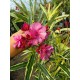Leandru Splendes Variegat (roz dublu) 20-40 cm