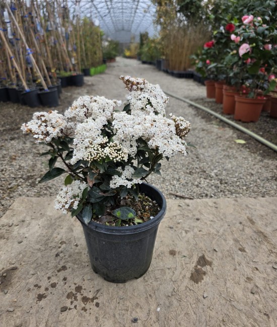 Viburnum Tinus (ghiveci)