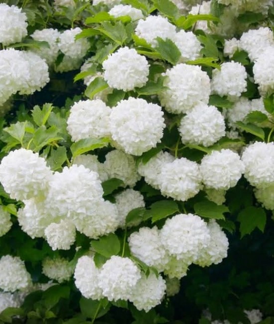 Bulgare de zapada(viburnum) 10-20cm (alveola)