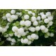 Bulgare de zapada(viburnum) 10-20cm (alveola)