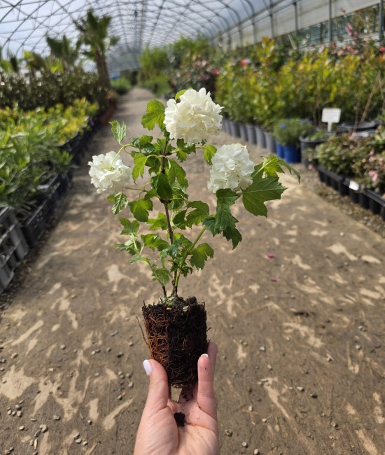 Bulgare de zapada(viburnum) 10-20cm (alveola)