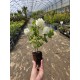 Bulgare de zapada(viburnum) 10-20cm (alveola)