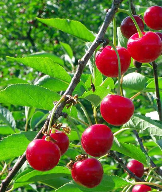 Visin Crisana (radacina nuda)