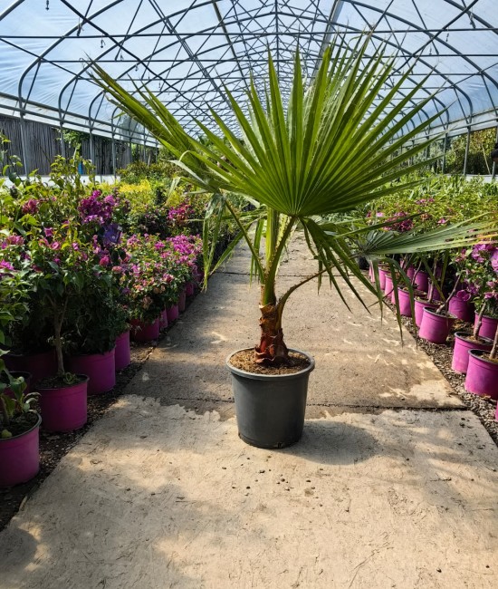 Palmier Washingtonia Ghiveci 10L