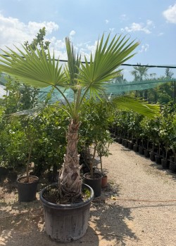 Palmier Washingtonia 1.8-2.00 m
