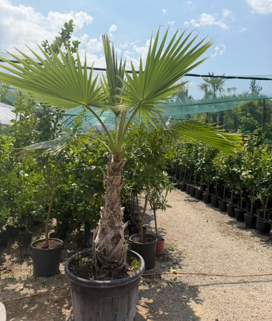 Palmier Washingtonia 1.8-2.00 m
