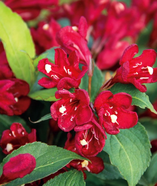 Weigela Cherry Love 5-10cm (alveola)