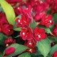 Weigela Cherry Love 5-10cm (alveola)