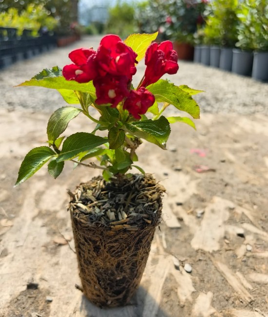 Weigela Cherry Love 5-10cm (alveola)