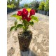 Weigela Cherry Love 5-10cm (alveola)