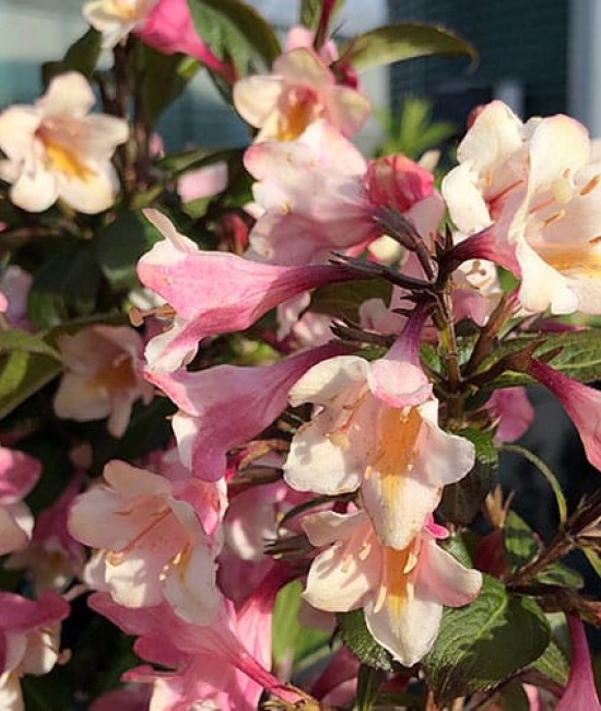 Weigela Vintage Love 5-10cm (alveola)