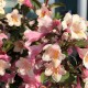 Weigela Vintage Love 5-10cm (alveola)