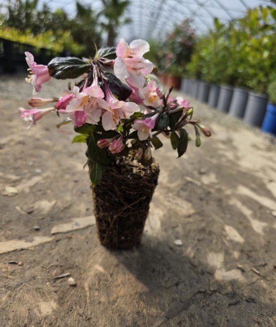 Weigela Vintage Love 5-10cm (alveola)