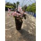 Weigela Vintage Love 5-10cm (alveola)