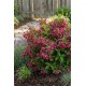 Weigela Big Love 5-10cm (alveola)