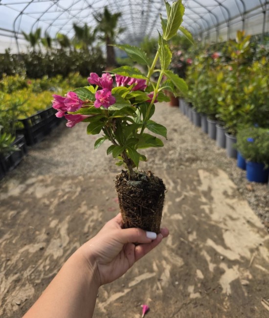 Weigela Big Love 5-10cm (alveola)