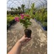 Weigela Big Love 5-10cm (alveola)