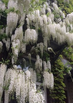 Glicina alba (ghiveci)