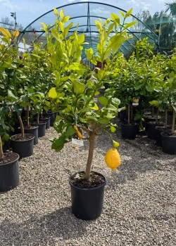 Lamai Zagara Bianca 60-80cm (ghiveci)