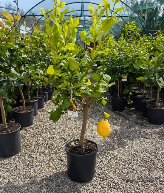 Lamai Zagara Bianca 60-80cm (ghiveci)