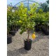 Lamai Zagara Bianca 60-80cm (ghiveci)