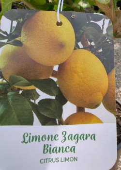 Lamai Zagara Bianca 60-80cm (ghiveci)