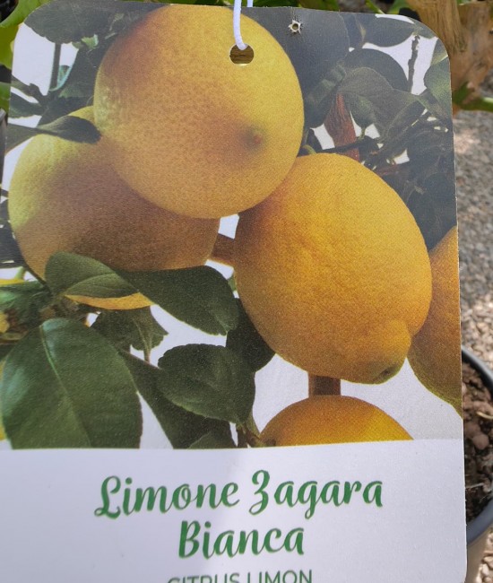 Lamai Zagara Bianca 60-80cm (ghiveci)