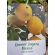Lamai Zagara Bianca 60-80cm (ghiveci)