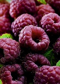 Zmeur violet (radacina nuda)