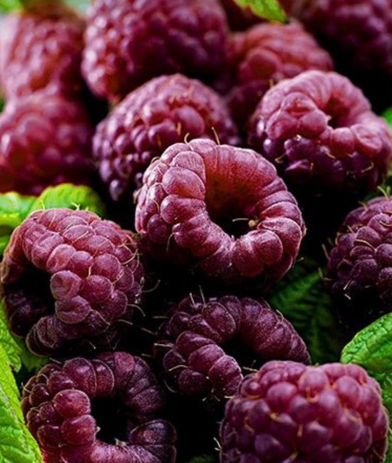 Zmeur violet (radacina nuda)
