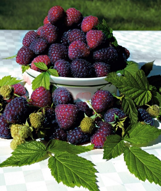Zmeur Violet (ghiveci)