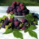 Zmeur Violet (ghiveci)