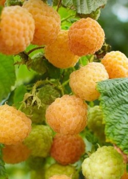 Zmeura Galbena Golden Queen (ghiveci)
