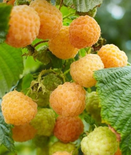 Zmeura Galbena Golden Queen (ghiveci)