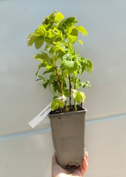 Zmeura Galbena Golden Queen (ghiveci)
