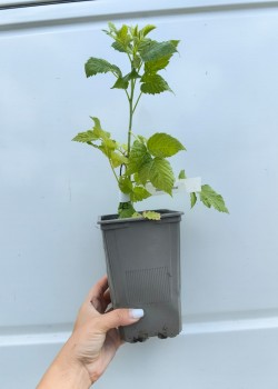 Zmeur Violet (ghiveci)