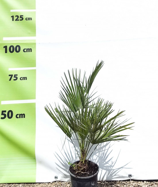 Palmier Chamaerops Humilis 60-80 cm