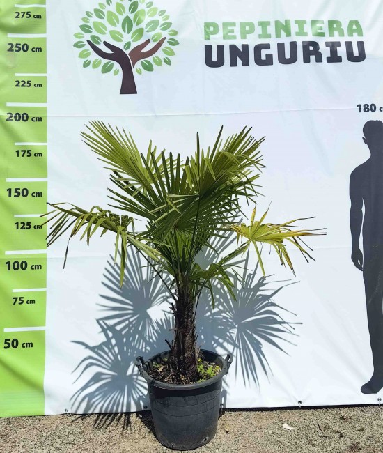 Palmier rezistent la frig Trachycarpus Fortunei 1.20-1.80 m