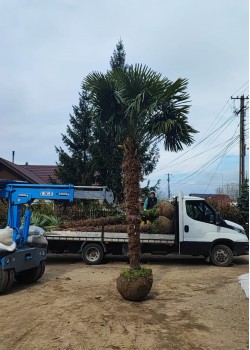 Palmier Trachycarpus Fortunei balot 3.00-4.00 m