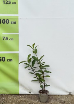 Laur englezesc Novita 20-40 cm