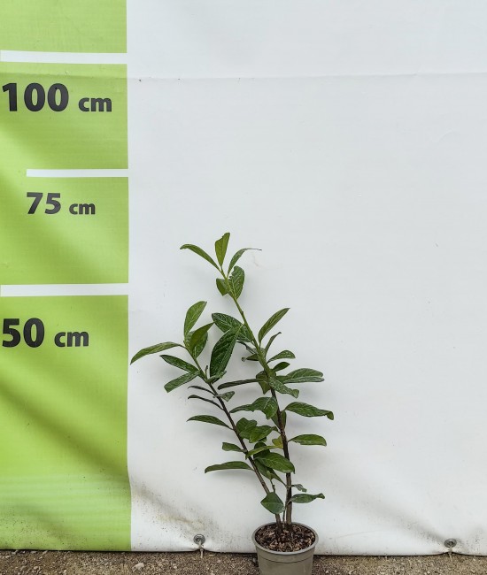 Laur englezesc Novita 20-40 cm