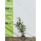 Laur englezesc Novita 20-40 cm