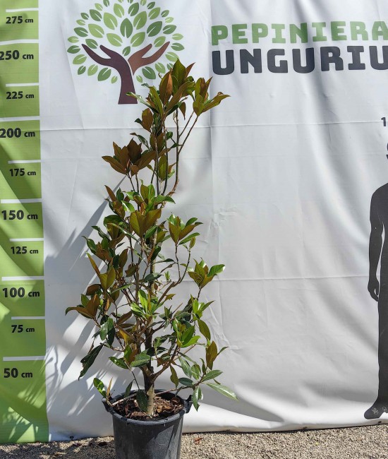 Magnolia grandiflora 1.80-2.00 m